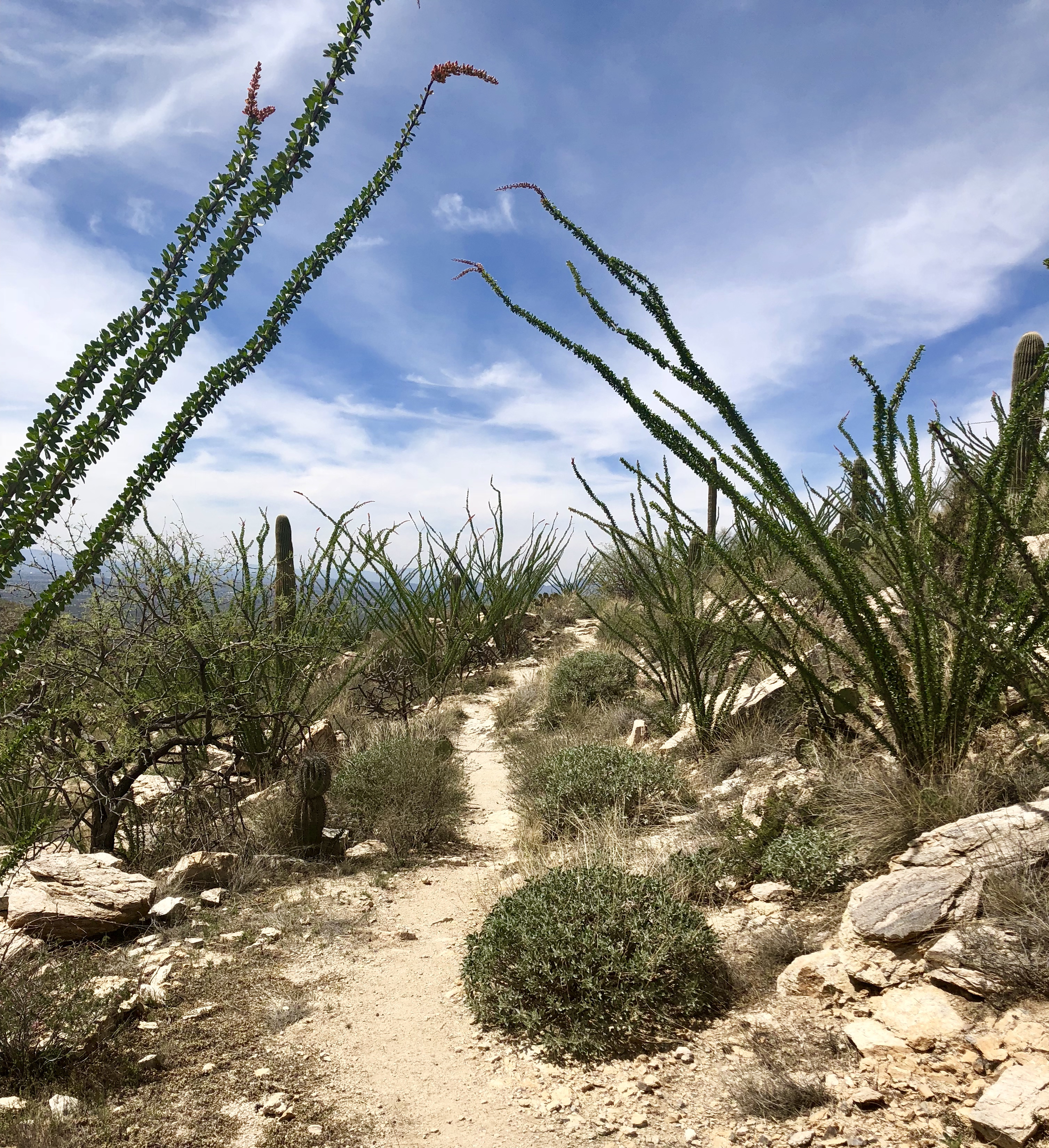 One of my many favorite trails to run on